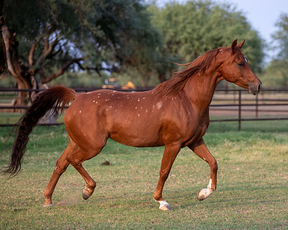 CowgirlJakeRS20-3661