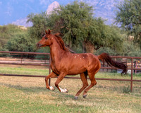CowgirlJakeRS20-3611