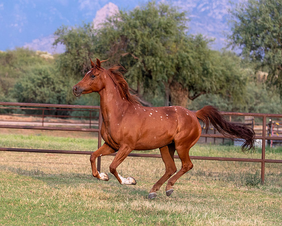 CowgirlJakeRS20-3611