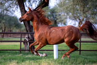 CowgirlJakeRS20-3534