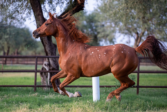 CowgirlJakeRS20-3534