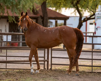 CowgirlJakeRS20-3538