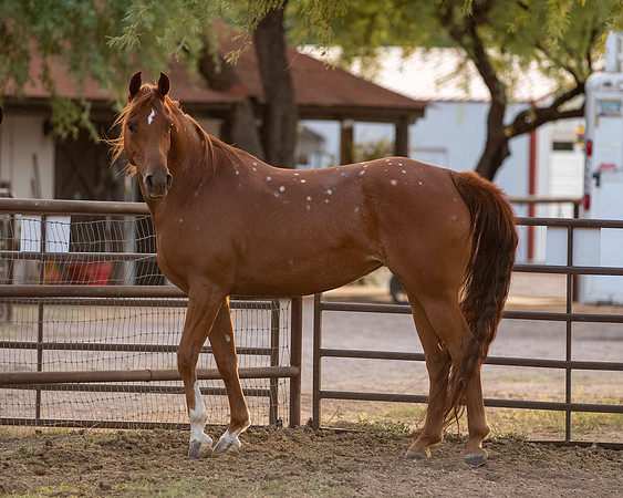 CowgirlJakeRS20-3538