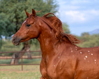CowgirlJakeRS20-3553