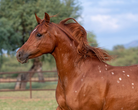 CowgirlJakeRS20-3553