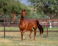 CowgirlJakeRS20-3520