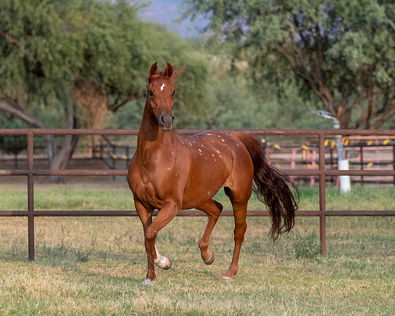 CowgirlJakeRS20-3520