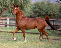CowgirlJakeRS20-3511