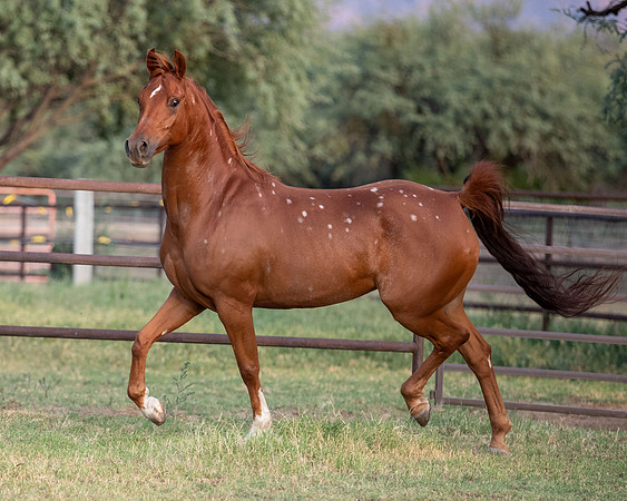 CowgirlJakeRS20-3511