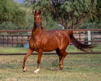 CowgirlJakeRS20-3517