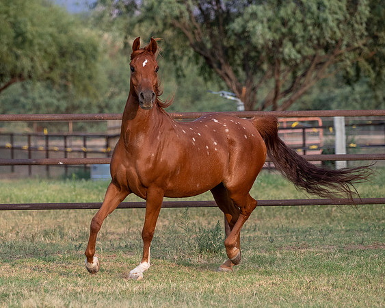 CowgirlJakeRS20-3517