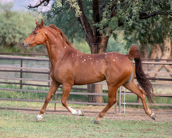 CowgirlJakeRS20-3508