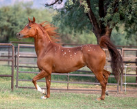 CowgirlJakeRS20-3510