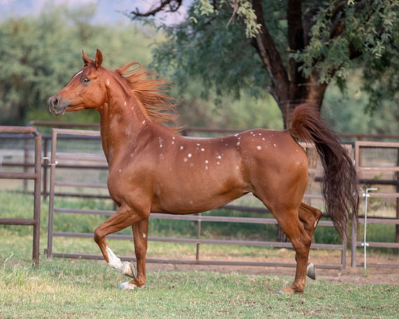 CowgirlJakeRS20-3510