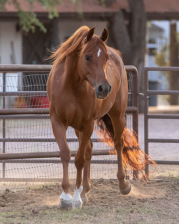 CowgirlJakeRS20-3481