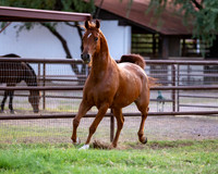 CowgirlJakeRS20-3454
