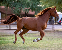 CowgirlJakeRS20-3466