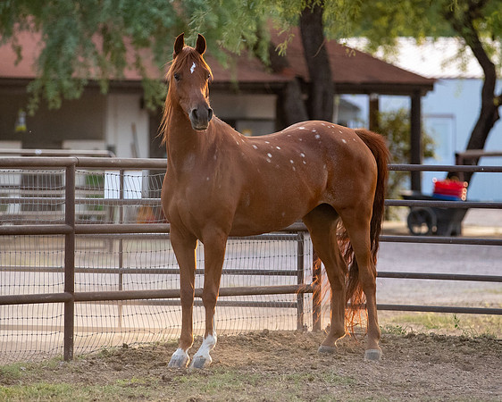 CowgirlJakeRS20-3478