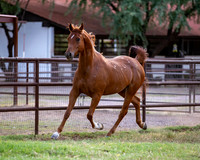 CowgirlJakeRS20-3453