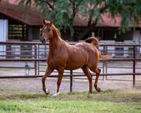 CowgirlJakeRS20-3450