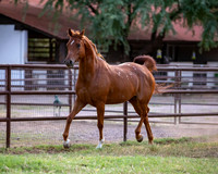 CowgirlJakeRS20-3451