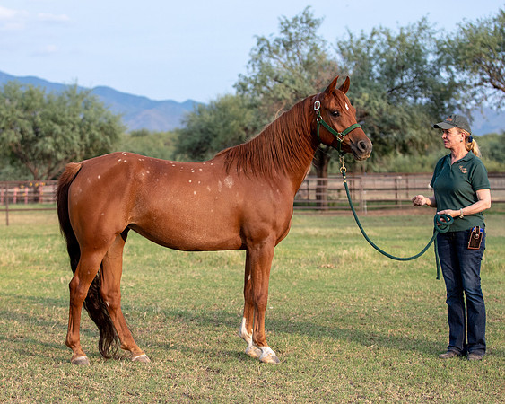 CowgirlJakeRS20-3399