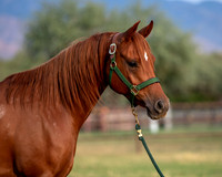 CowgirlJakeRS20-3416