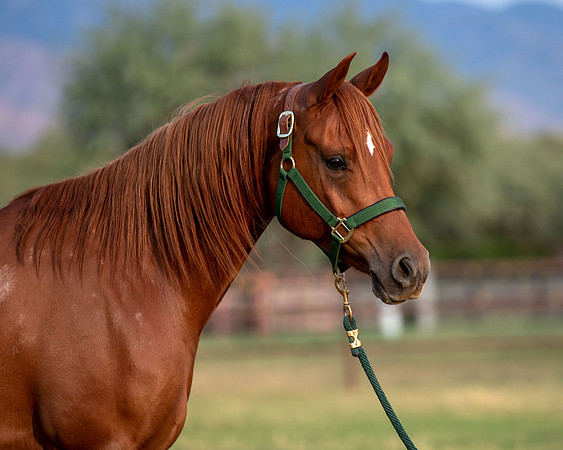 CowgirlJakeRS20-3416