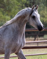 PhilomenaV20_0102