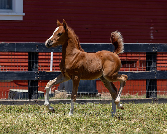ShermanRanch0524_2308
