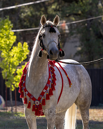 OmElShahnoor21-0116
