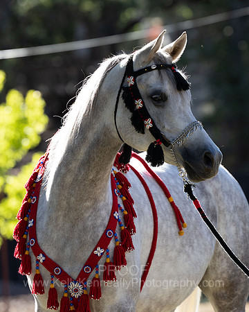 OmElShahnoor21-0121