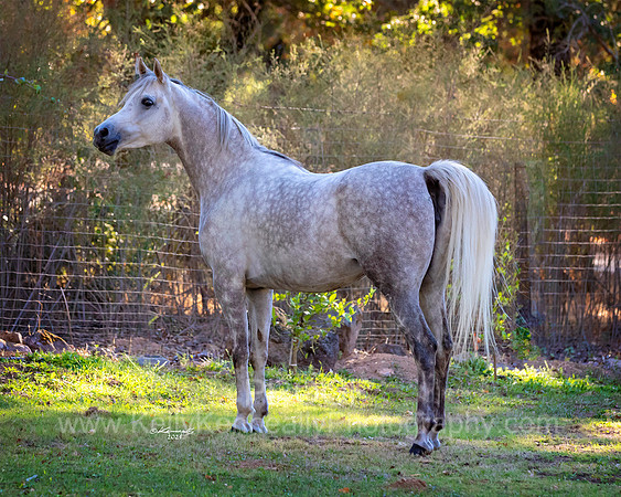 OmElShahnoor21-0517