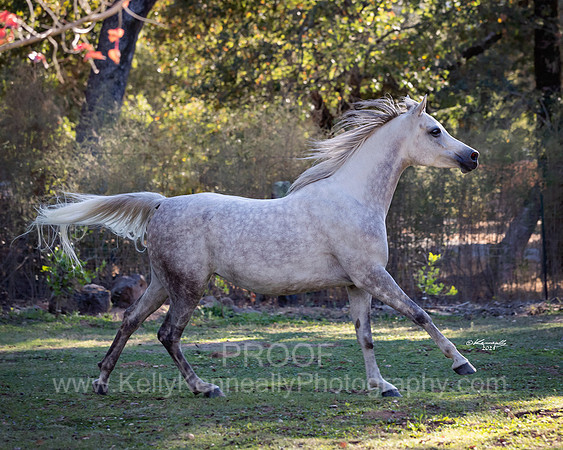 OmElShahnoor21-0595