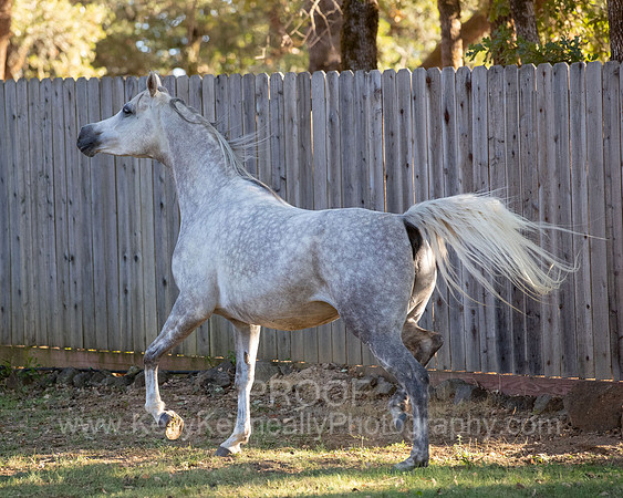 OmElShahnoor21-0584