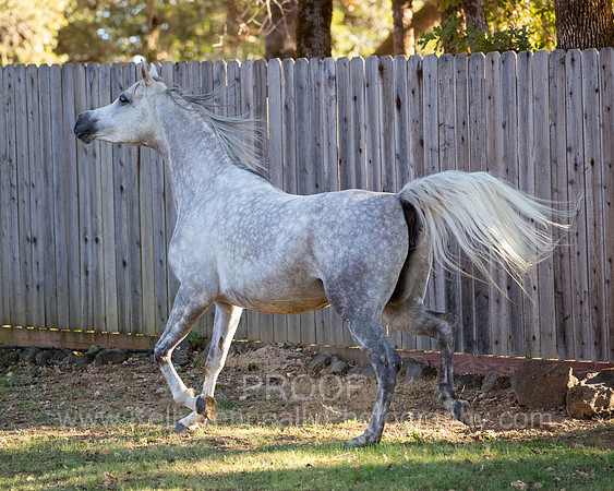 OmElShahnoor21-0583