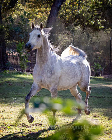 OmElShahnoor21-0663