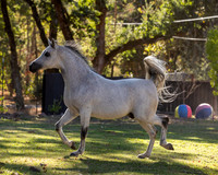 OmElSalmaan21-0146
