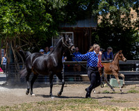6) Pineapple Express HA Colt