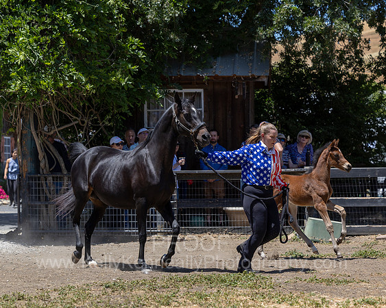 ShermanRanch0524_2991