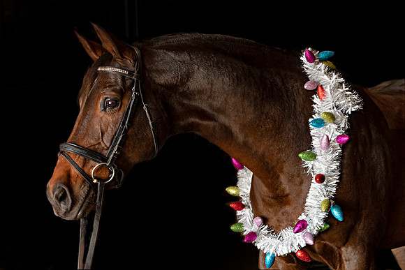 2020Holiday_Addison_0075