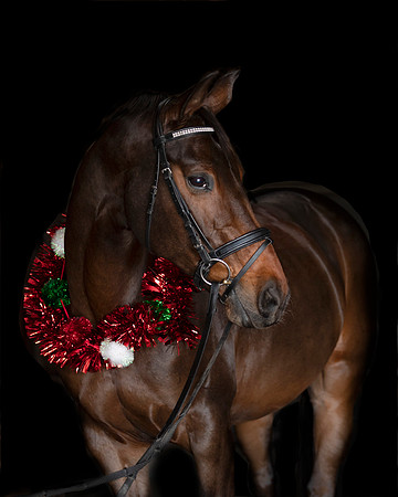 2020Holiday_Addison_0094
