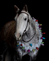 2020Holiday_Maverick_0898