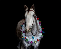 2020Holiday_Maverick_0876