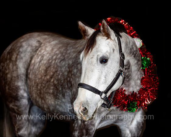 2020Holiday_Maverick_0836