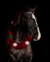 2020Holiday_Roscoe_0980