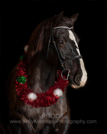 2020Holiday_Roscoe_0980