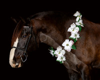 2020Holiday_Roscoe_1021