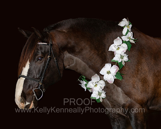 2020Holiday_Roscoe_1021