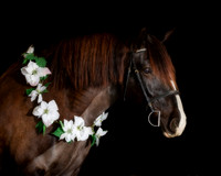 2020Holiday_Roscoe_1031